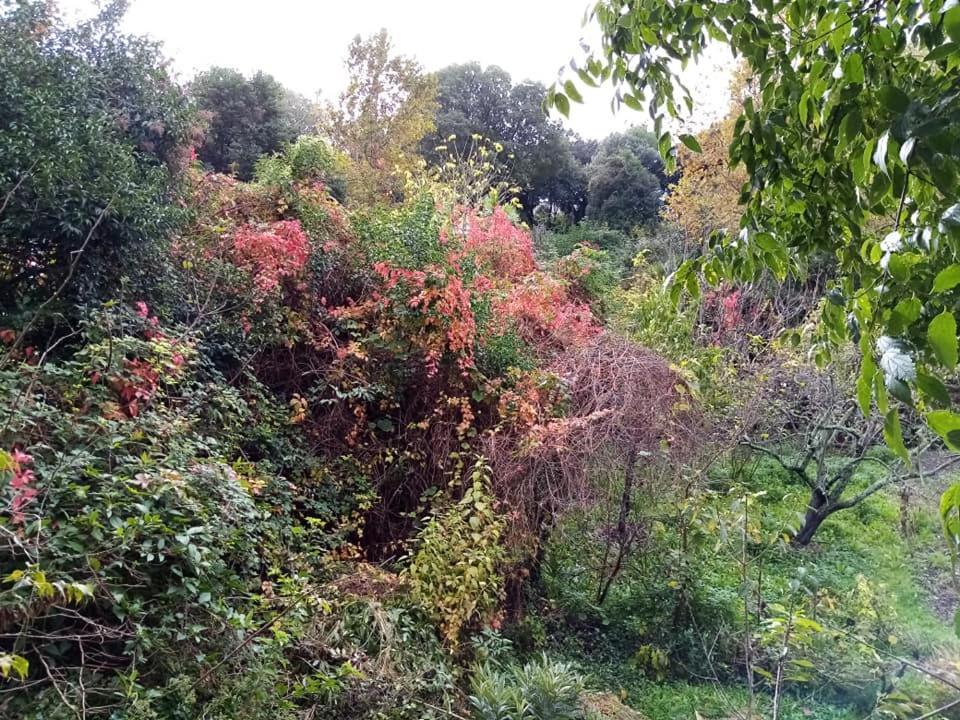 Appartamento Zelena Oaza U Centru Grada Fiume Esterno foto